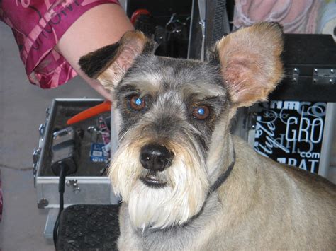 Doggie dos - Doggie Do's Mobile Salon, Levittown, Pennsylvania. 289 likes · 1 talking about this · 13 were here. Doggie Do's is a full service dog grooming salon, that comes right to your door. More convenient for ...